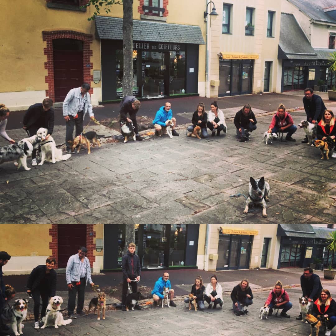 Camille Peloin Dog Training - Escola de cães de Caldas da Rainha e da Região Oeste - Caldas da Rainha - Ausbildung mit Tieren