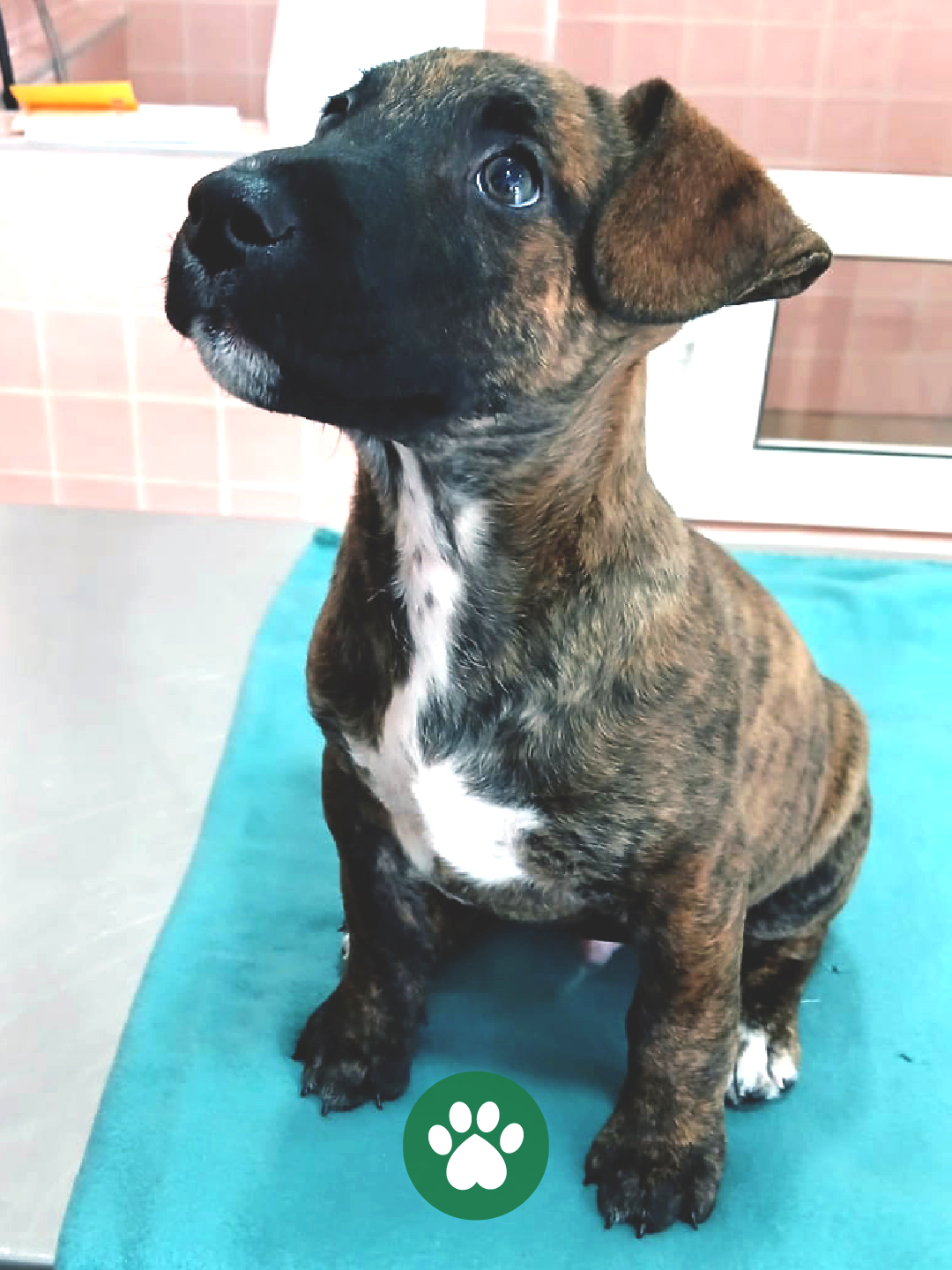 PetCare_Portugal - Lisboa - Banhos e Tosquias para Animais