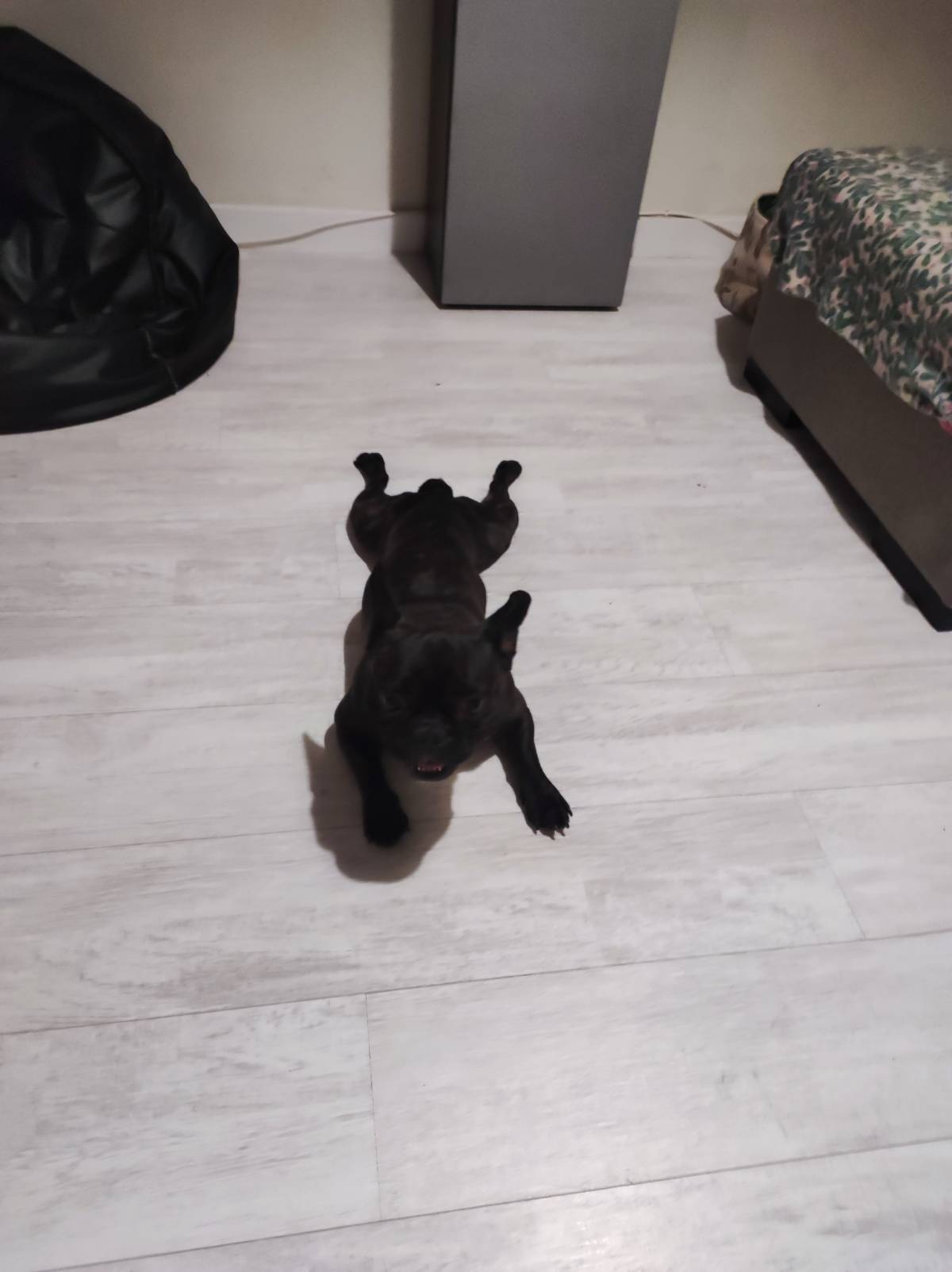 Rukia Patinhas - Cascais - Pet Sitting e Pet Walking