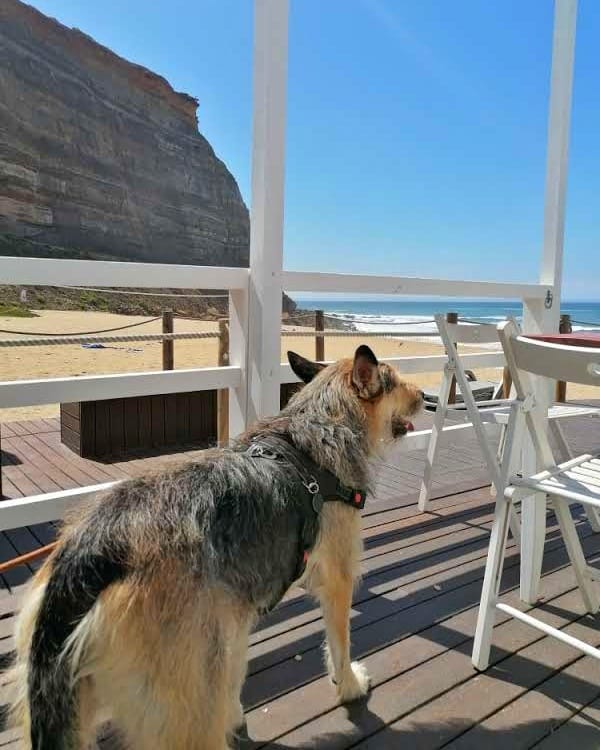 PetCare_Portugal - Lisboa - Pet Sitting