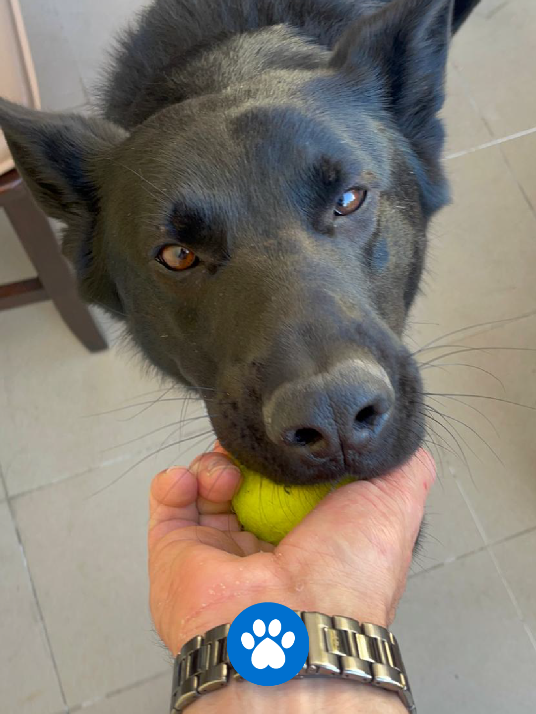 PetCare_Portugal - Lisboa - Treino de Cães - Aulas