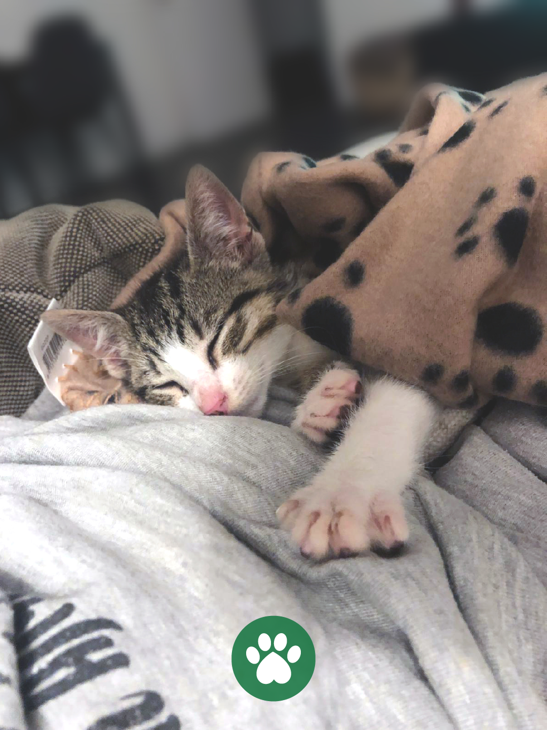 PetCare_Portugal - Lisboa - Treino de Cães