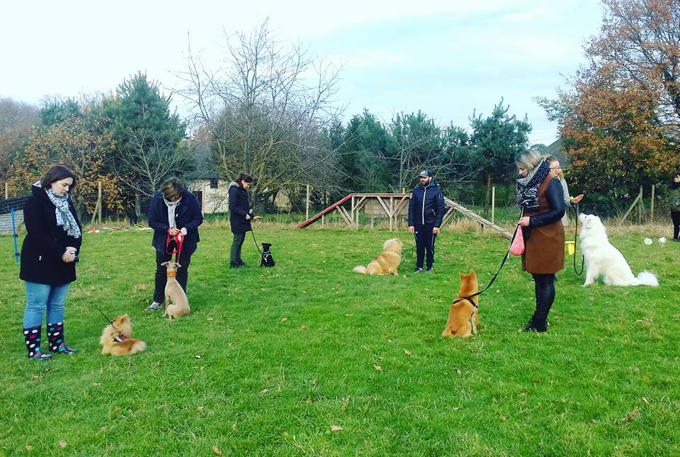 Camille Peloin Dog Training - Escola de cães de Caldas da Rainha e da Região Oeste - Caldas da Rainha - Hundetraining
