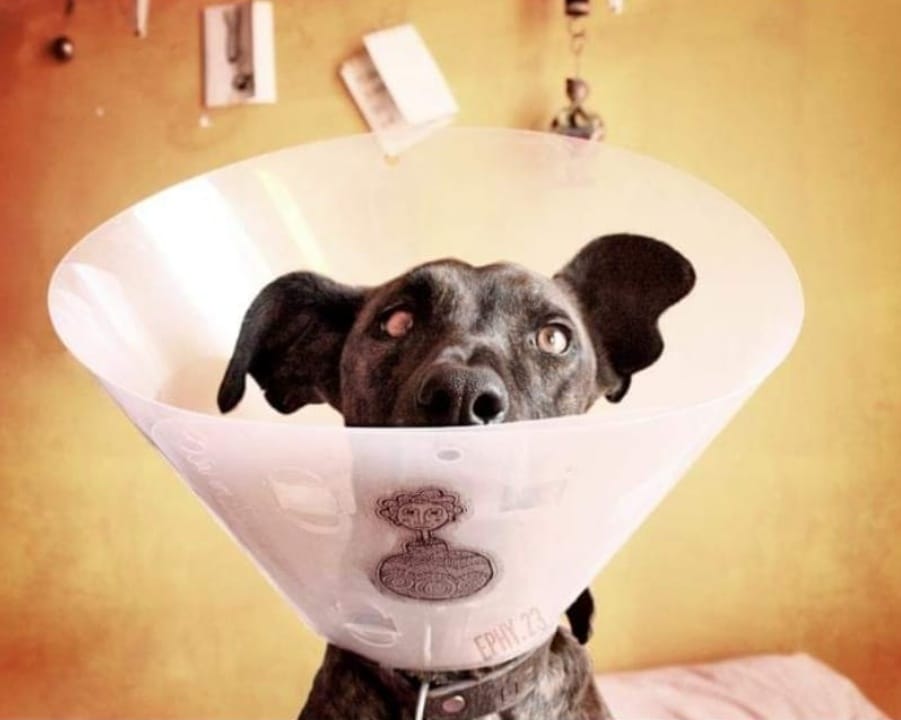PetCare_Portugal - Lisboa - Banhos e Tosquias para Animais