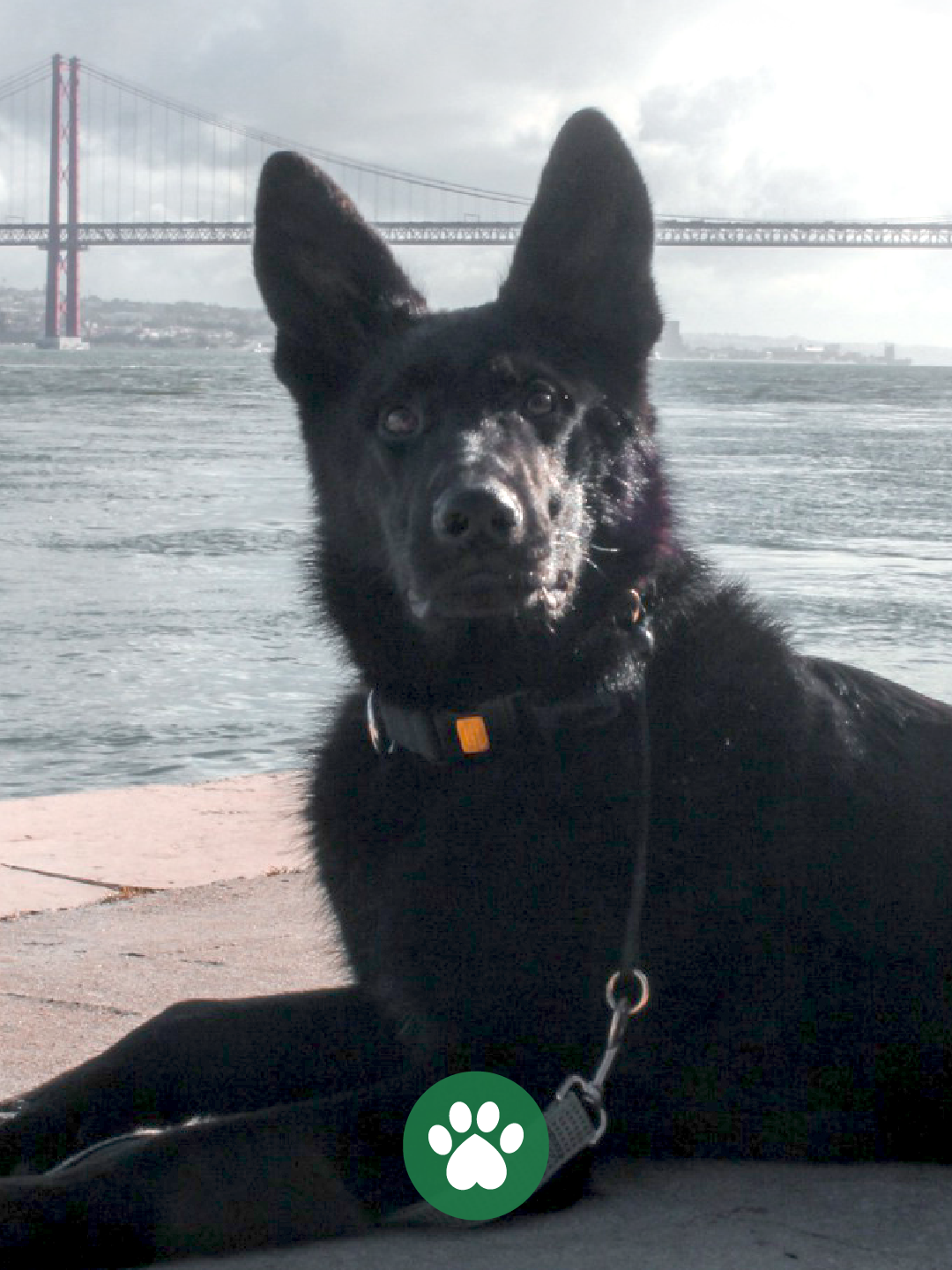 PetCare_Portugal - Lisboa - Treino Animal e Modificação Comportamental (Não-canino)