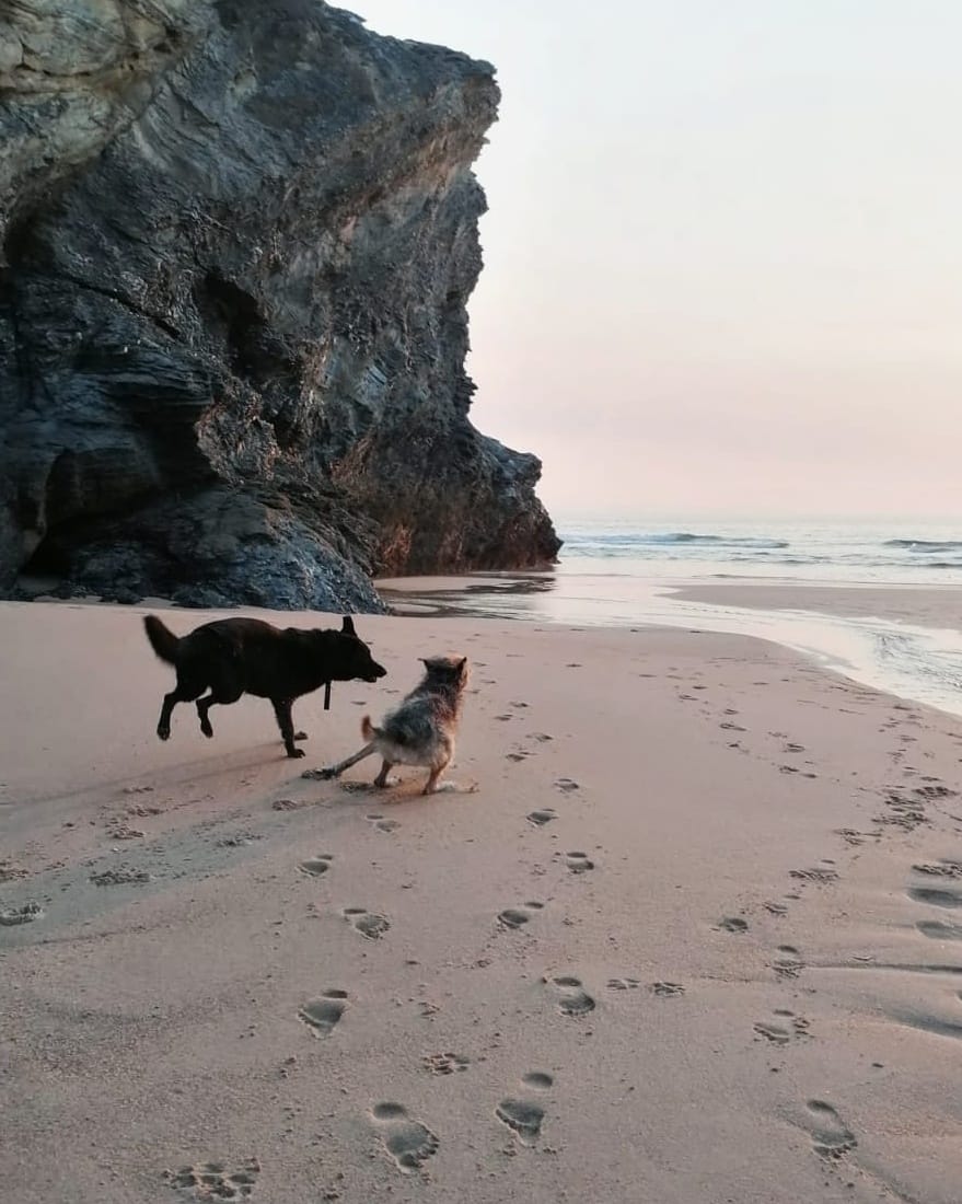 PetCare_Portugal - Lisboa - Hotel para Gatos