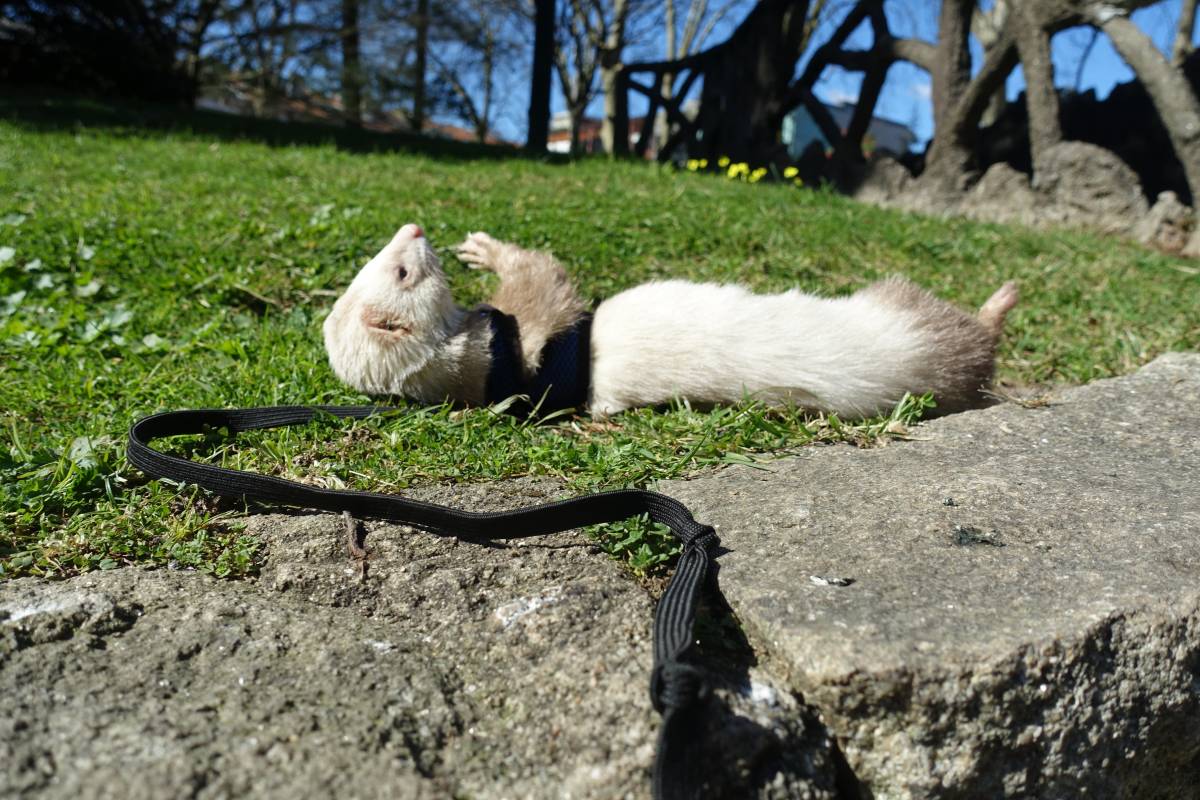 Antônio Junior Pet Lover - Porto - Hundesitter