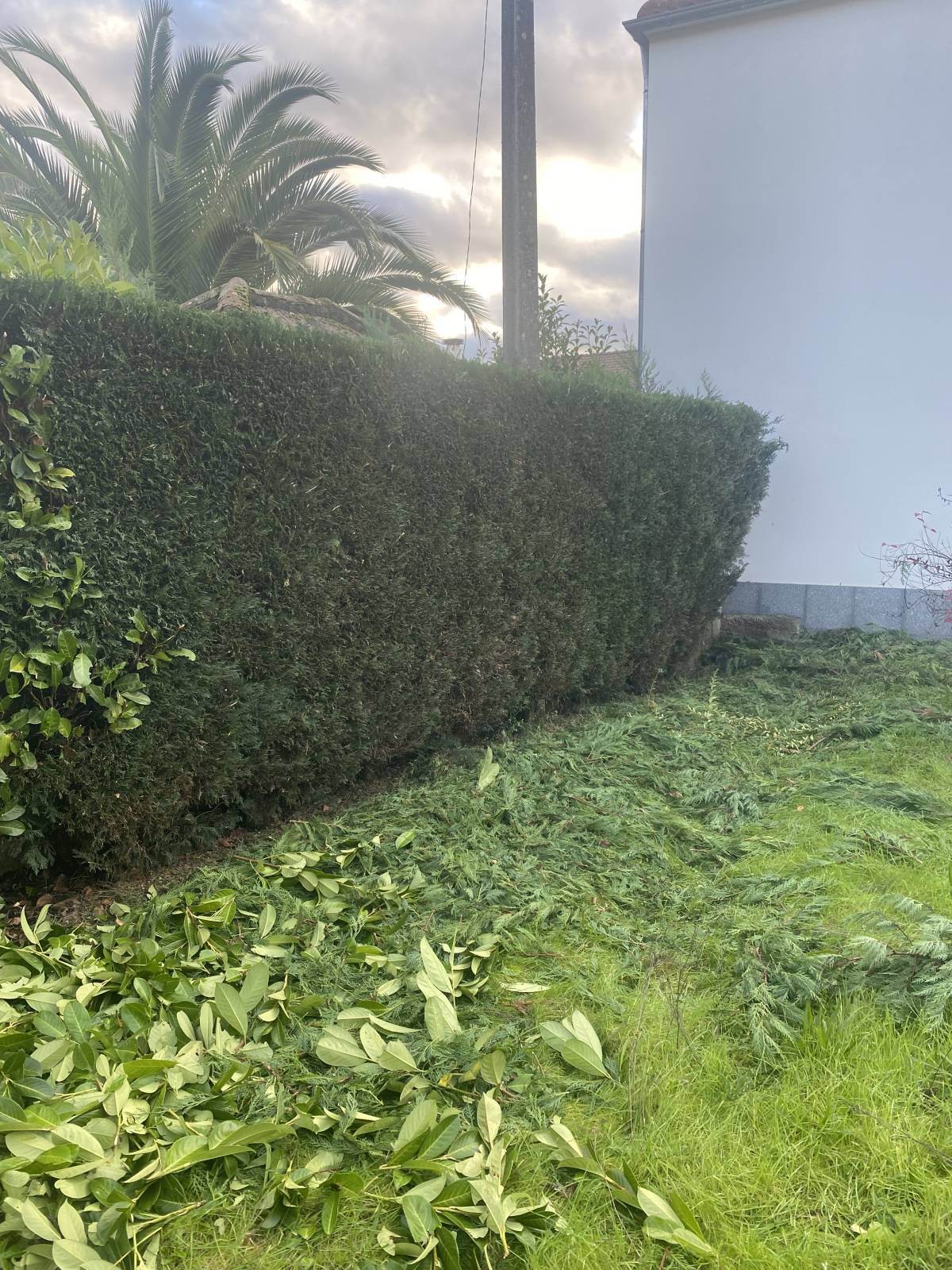 EVT WASH - Vila Nova de Paiva - Élagage et entretien des arbres