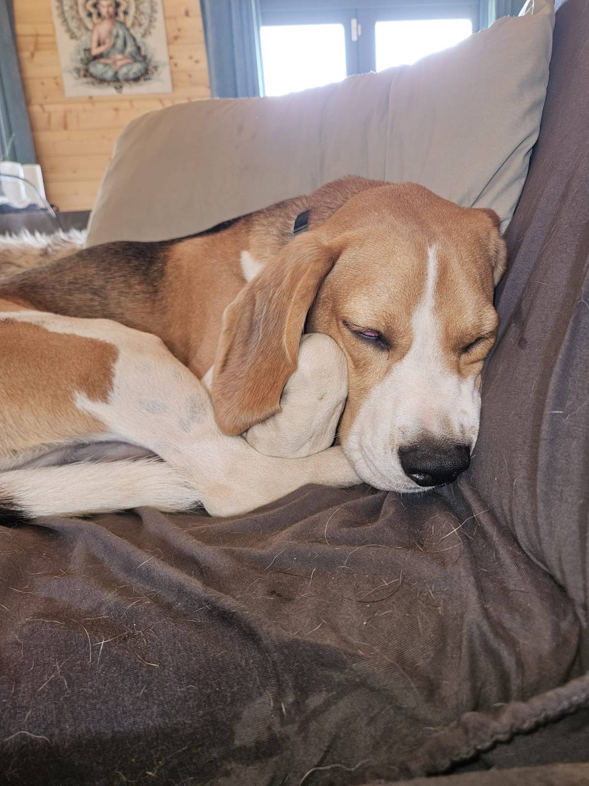 Lara Vieira Pet Sitter - Portimão - Dog Sitting