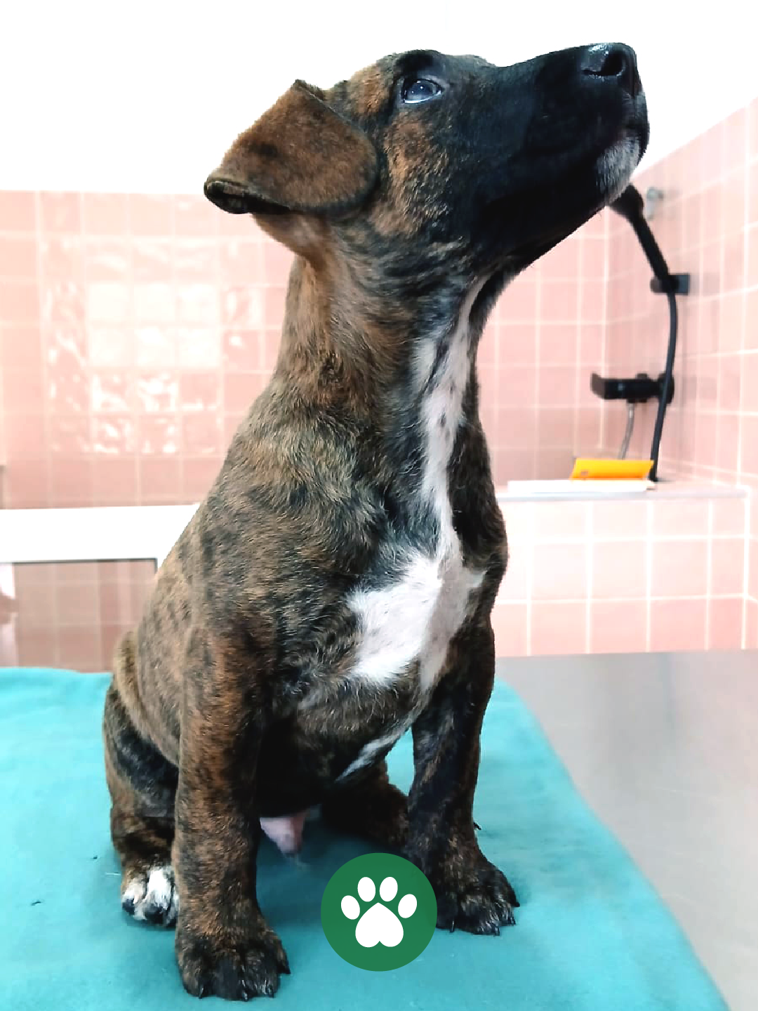 PetCare_Portugal - Lisboa - Hotel para Gatos