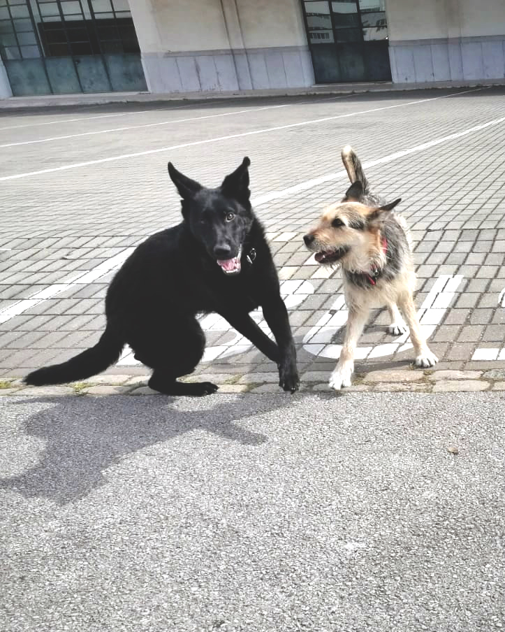 PetCare_Portugal - Lisboa - Dog Sitting