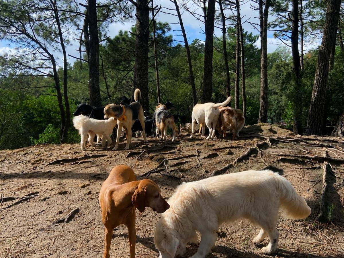 Conexão pet🐕‍🦺 - Odivelas - Éducation canine - cours
