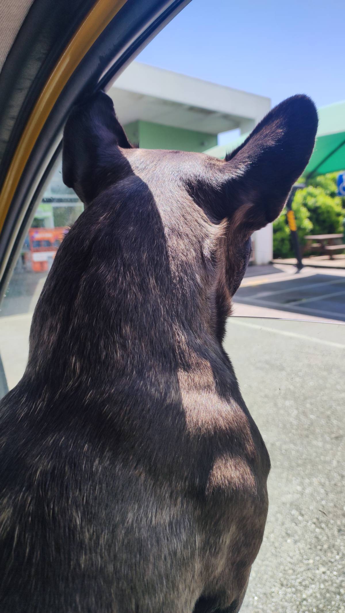 Rukia Patinhas - Cascais - Pet Sitting