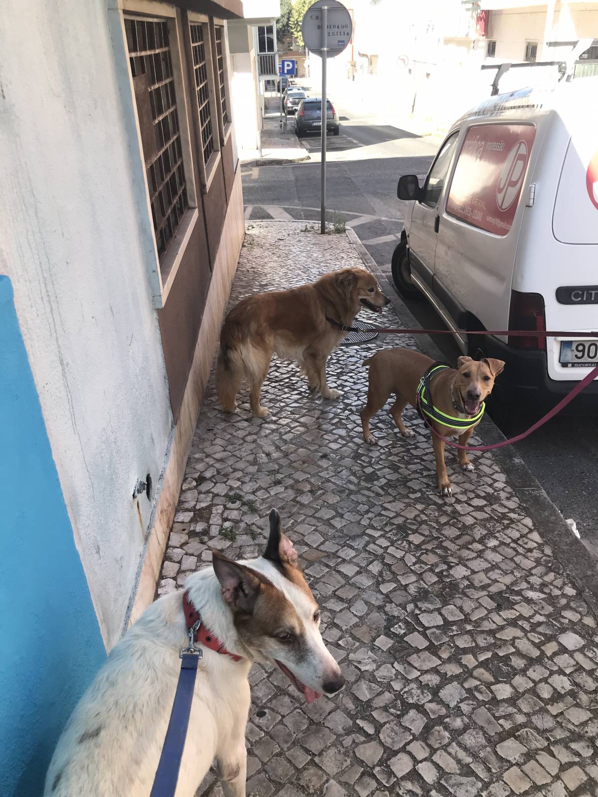 EmaAlmeida - Amadora - Hotel para Cães