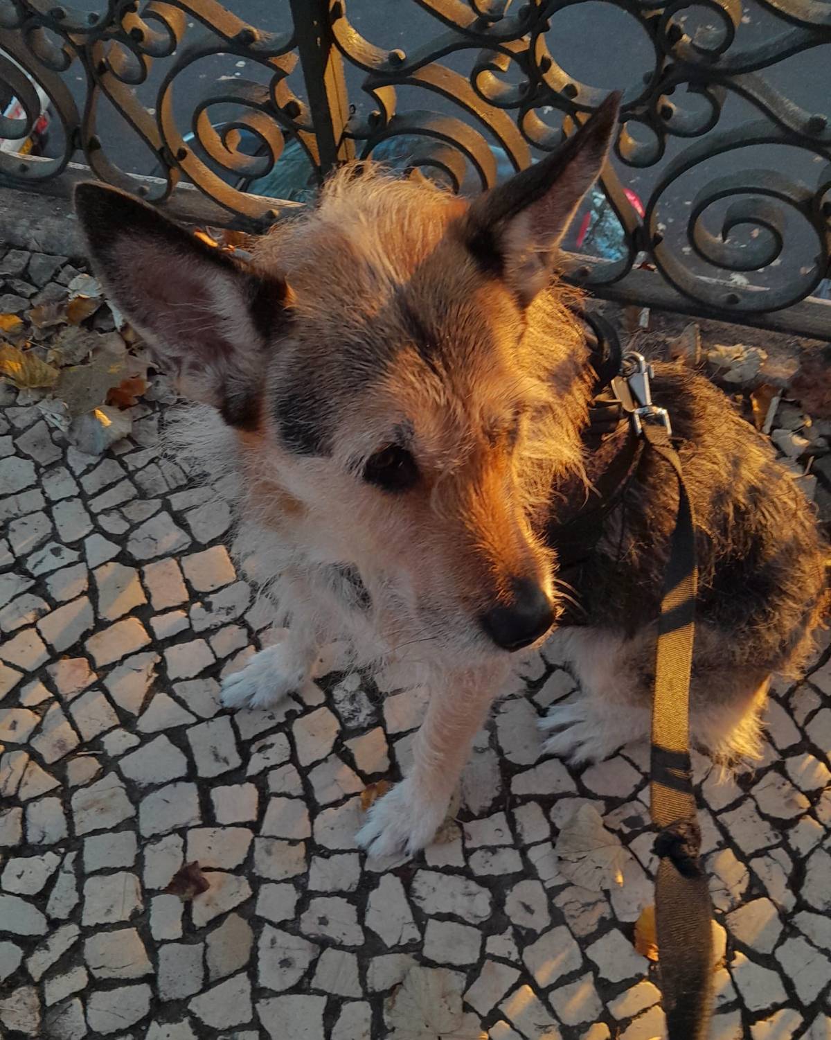 PetCare_Portugal - Lisboa - Treino de Cães - Aulas