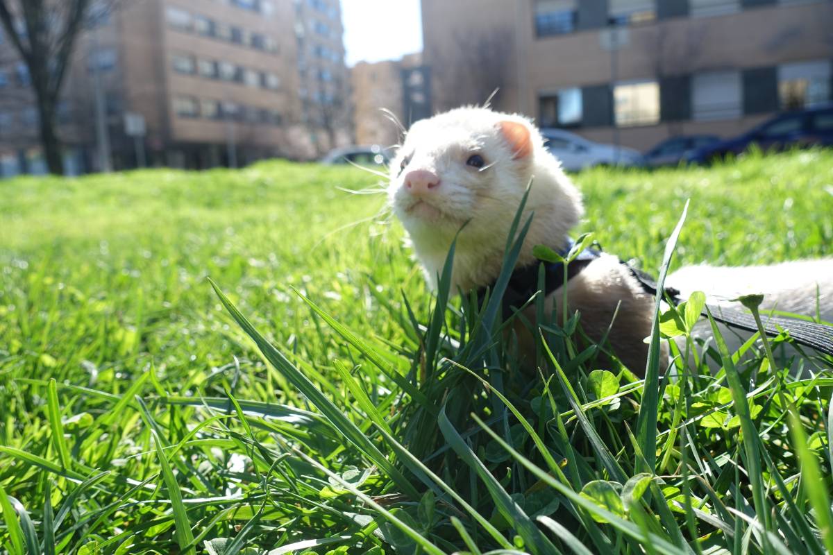 Antônio Junior Pet Lover - Porto - Haustiere - Pflege