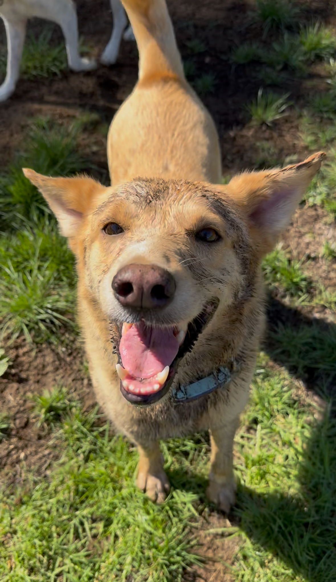 Lara Vieira Pet Sitter - Portimão - Dog Sitting
