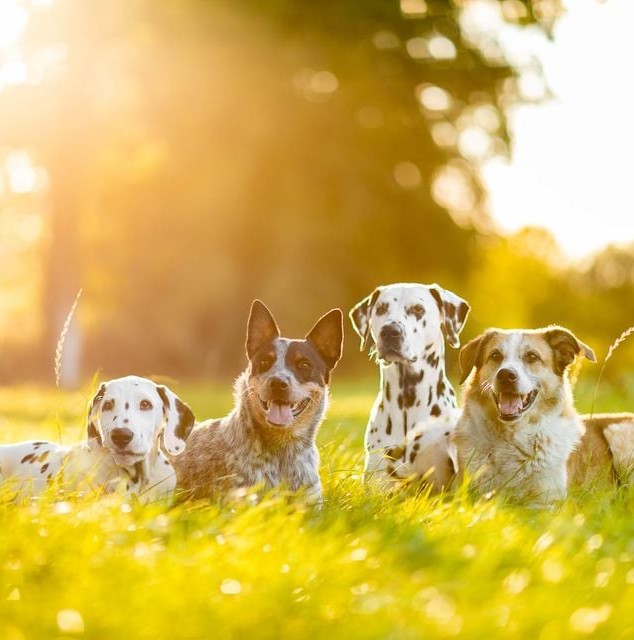 Camille Peloin Dog Training - Escola de cães de Caldas da Rainha e da Região Oeste - Caldas da Rainha - Ausbildung mit Tieren