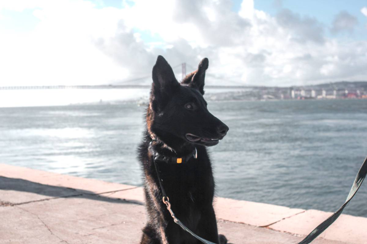 PetCare_Portugal - Lisboa - Creche para Cães