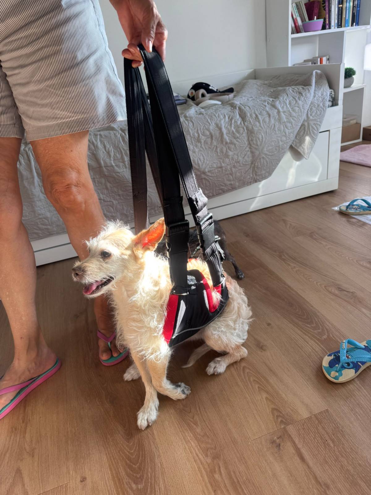 A Avó Cuida - Almada - Hundetagesstätte (Hundesitter)