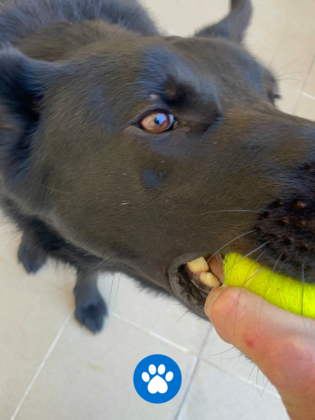 PetCare_Portugal - Lisboa - Pet Sitting