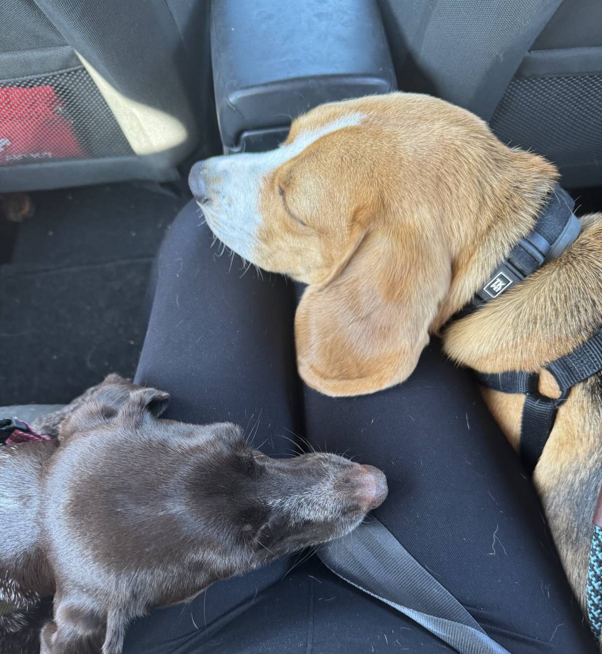 Lara Vieira Pet Sitter - Portimão - Dog Walking