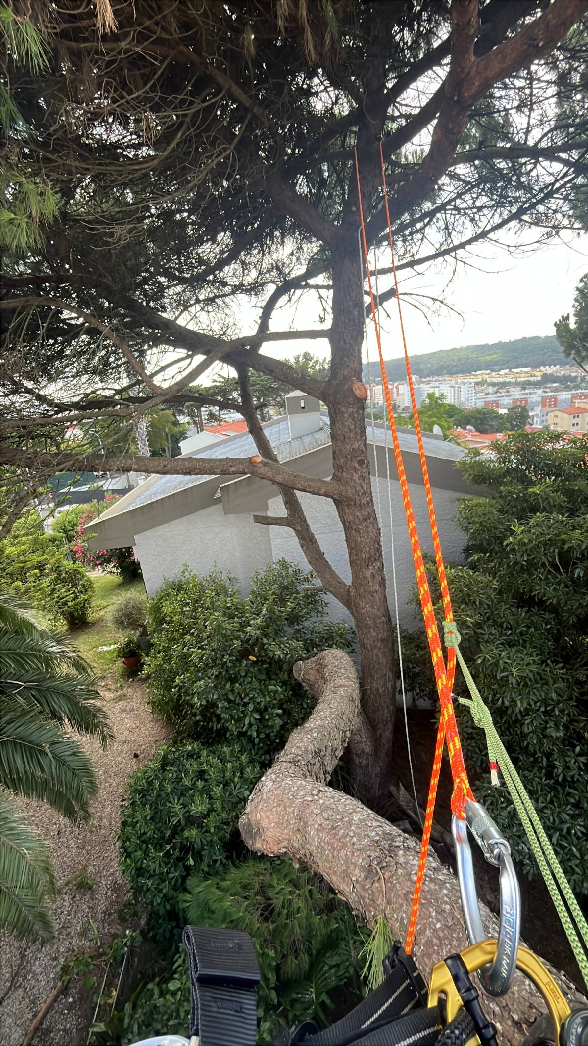 Arborista - Odivelas - Entfernung von Gebüsch- und Baumaufwuchs