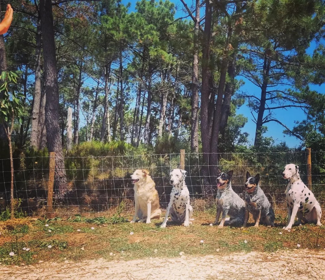 Camille Peloin Dog Training - Escola de cães de Caldas da Rainha e da Região Oeste - Caldas da Rainha - Hundetraining - Privatunterricht