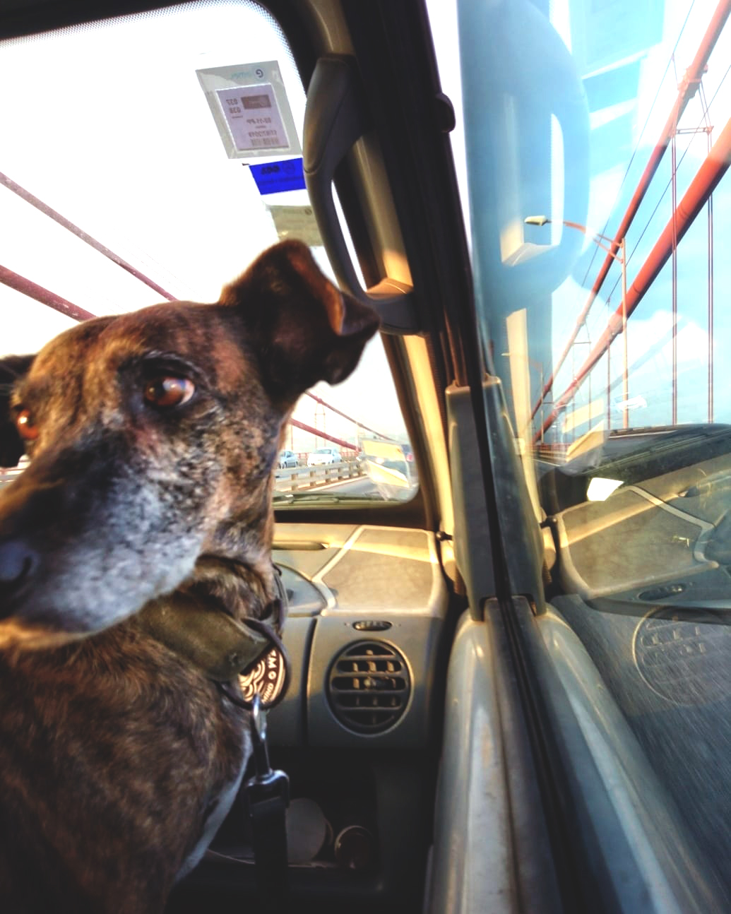 PetCare_Portugal - Lisboa - Hotel de Animais de Estimação