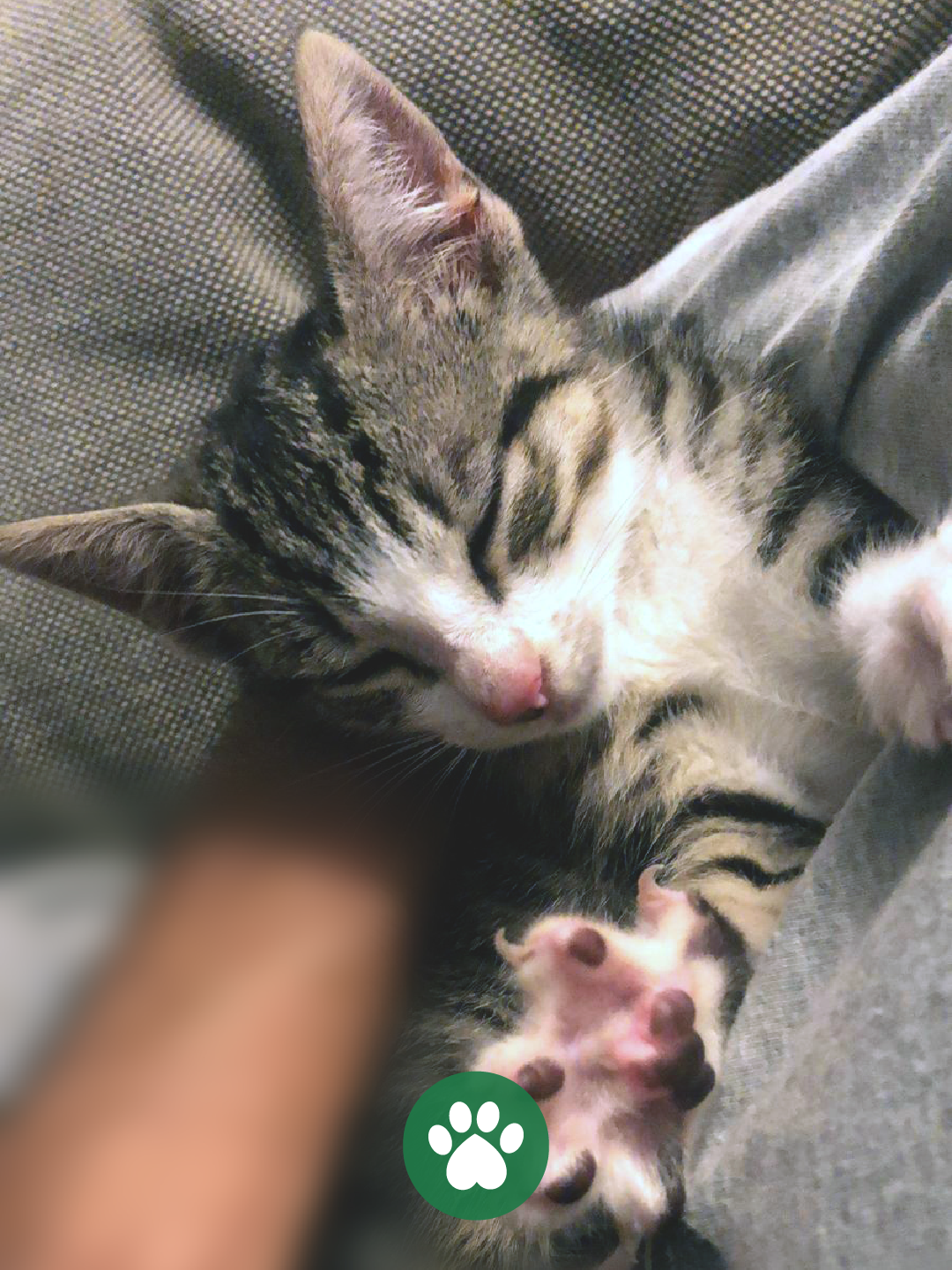 PetCare_Portugal - Lisboa - Cuidados para Animais de Estimação