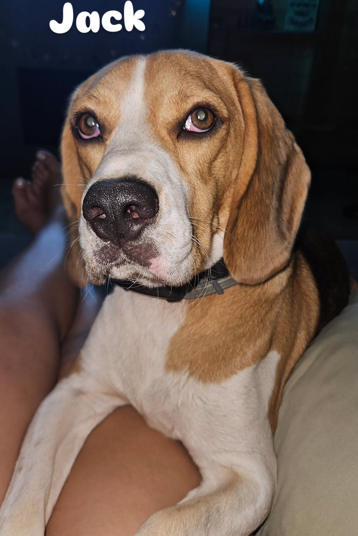 Lara Vieira Pet Sitter - Portimão - Pet Sitting e Pet Walking