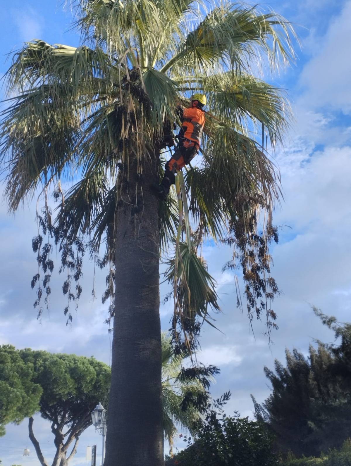 Arborista - Odivelas - Rasenpflege - Kompletter Rundum-Service