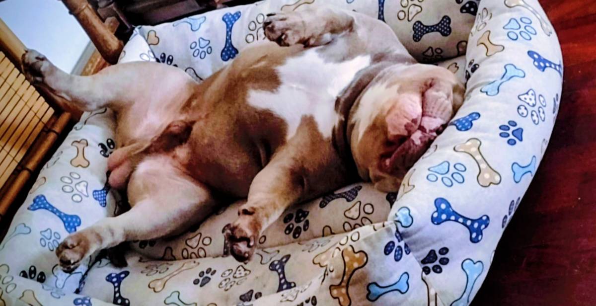 Conexão pet🐕‍🦺 - Odivelas - Services pour animaux de compagnie