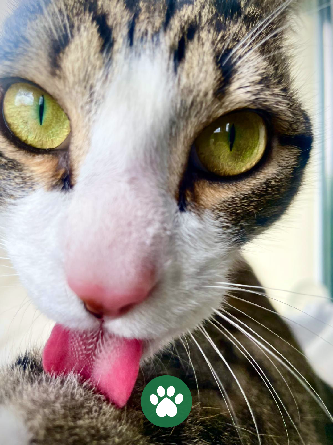 PetCare_Portugal - Lisboa - Modificação de Comportamento Animal