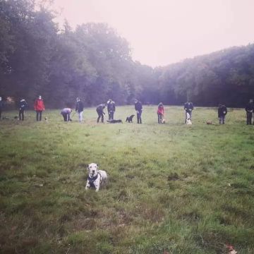 Camille Peloin Dog Training - Escola de cães de Caldas da Rainha e da Região Oeste - Caldas da Rainha - Tiertraining und Verhaltensänderung (keine Hunde)