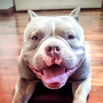 Conexão pet🐕‍🦺 - Odivelas - Éducation canine