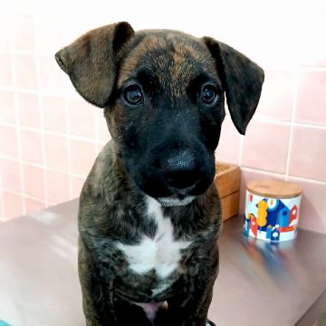 PetCare_Portugal - Lisboa - Treino de Animais