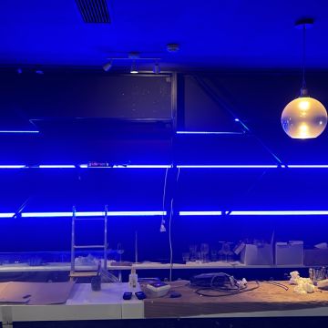 Yuri - Amadora - Electrical and Wiring Issues