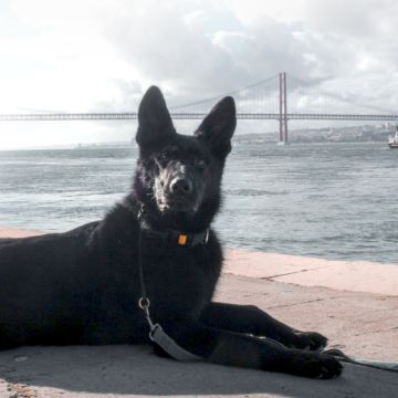 PetCare_Portugal - Lisboa - Hotel para Cães