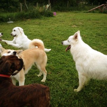 Camille Peloin Dog Training - Escola de cães de Caldas da Rainha e da Região Oeste - Caldas da Rainha - Tiertraining und Verhaltensänderung (keine Hunde)
