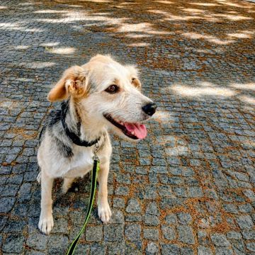 Conexão pet🐕‍🦺 - Odivelas - Services pour animaux de compagnie