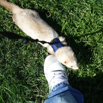 Hundesitter - Ant&ocirc;nio Junior - 