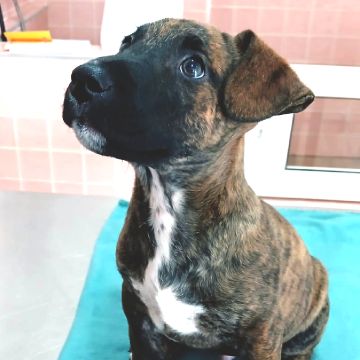 PetCare_Portugal - Lisboa - Banhos e Tosquias para Animais