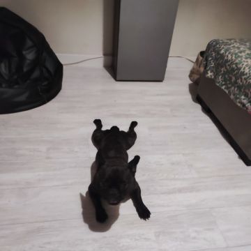 Rukia Patinhas - Cascais - Pet Sitting e Pet Walking