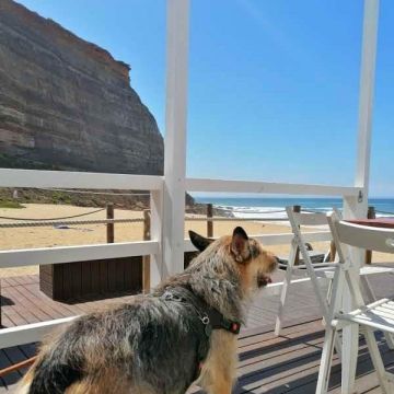 PetCare_Portugal - Lisboa - Pet Sitting
