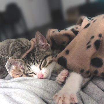 PetCare_Portugal - Lisboa - Treino de Cães