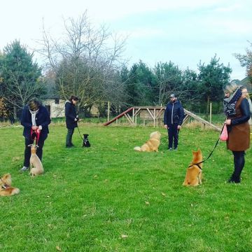 Camille Peloin Dog Training - Escola de cães de Caldas da Rainha e da Região Oeste - Caldas da Rainha - Hundetraining