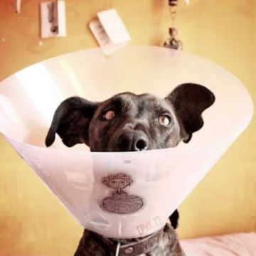 PetCare_Portugal - Lisboa - Banhos e Tosquias para Animais