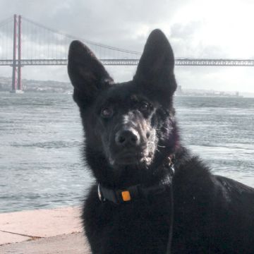 PetCare_Portugal - Lisboa - Treino Animal e Modificação Comportamental (Não-canino)