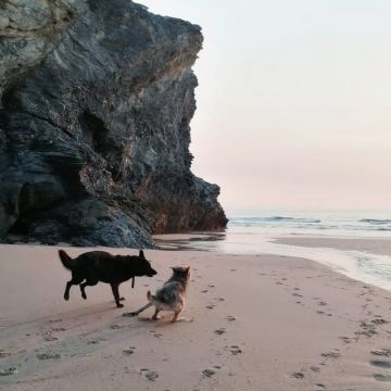 PetCare_Portugal - Lisboa - Hotel para Gatos